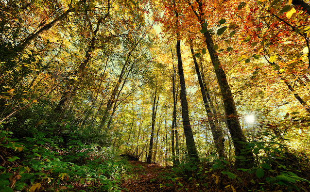 Investir dans les terres agricoles et les groupements forestiers